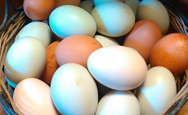 basket of eggs