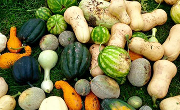 seasonal-veggies.jpg